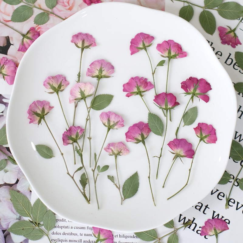 Resin Art Rose Petals - 12개, 진짜 미니 장미 압화 핑크색