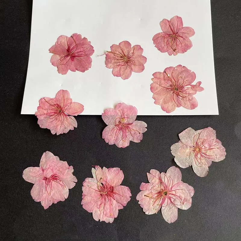 Resin Art Rose Petals - 3-4.5CM/24PC 진짜 자연 건조 누르면 다섯