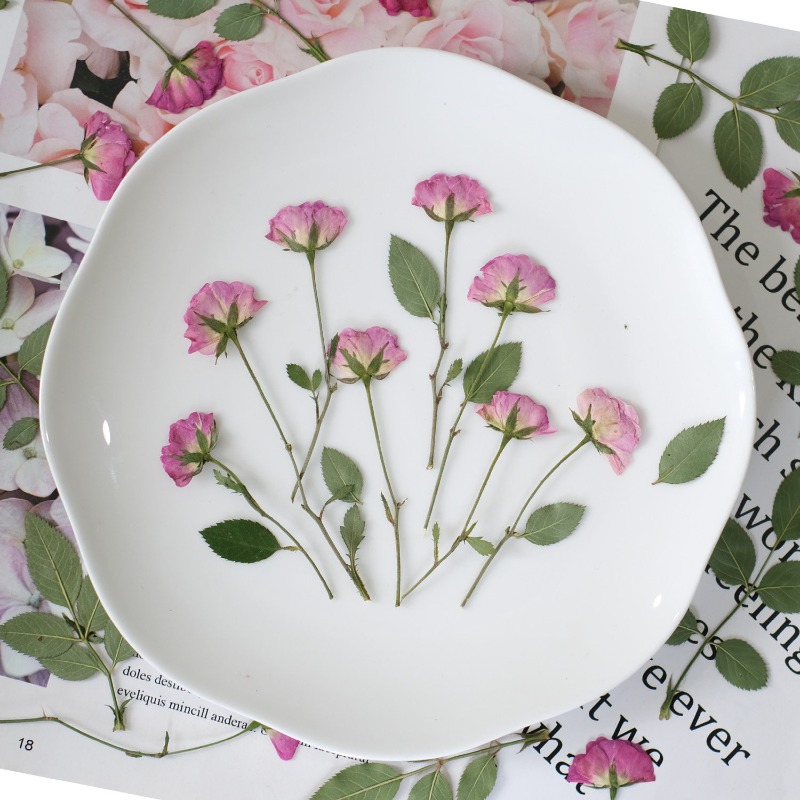 12개, 진짜 미니 장미 압화 핑크색 말린 장미 꽃잎  - Resin Art Rose Petals 리뷰 및 가격