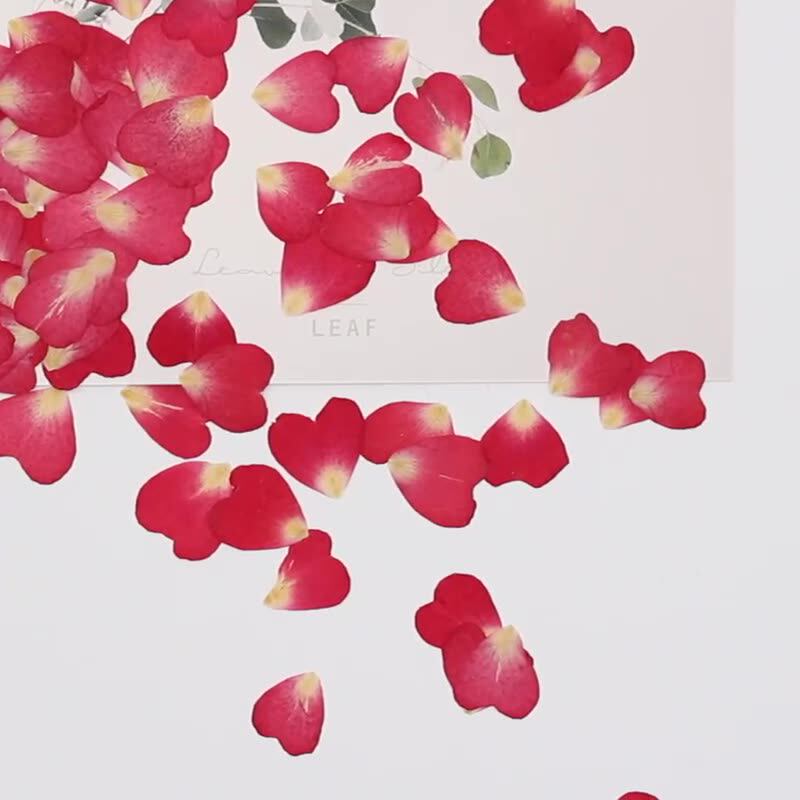 120개 장미 꽃잎 믹스 팩, 말린 꽃, 압화, 수제  - Resin Art Rose Petals 리뷰 및 가격