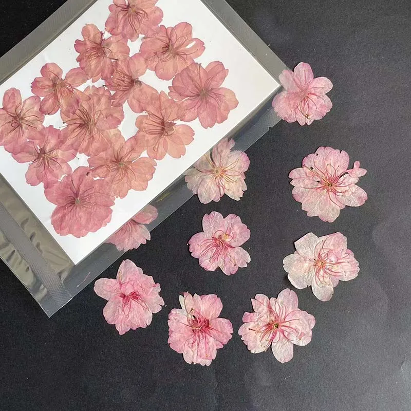 3-4.5CM/24PC 진짜 자연 건조 누르면 다섯 꽃 - Resin Art Rose Petals 리뷰 및 가격