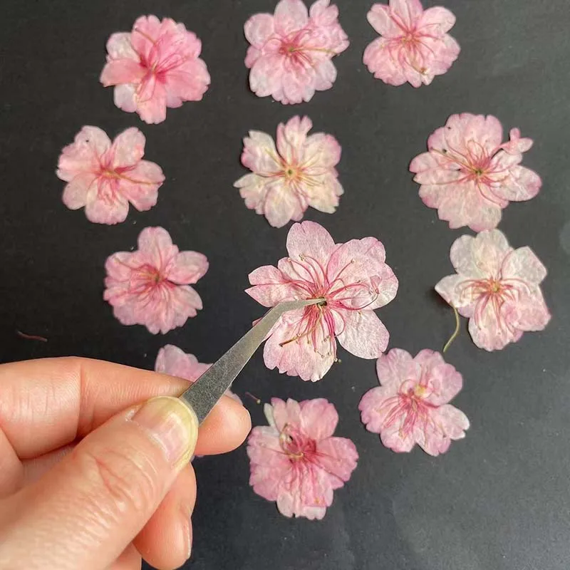 3-4.5CM/24PC 진짜 자연 건조 누르면 다섯 꽃 - Resin Art Rose Petals 리뷰 및 가격