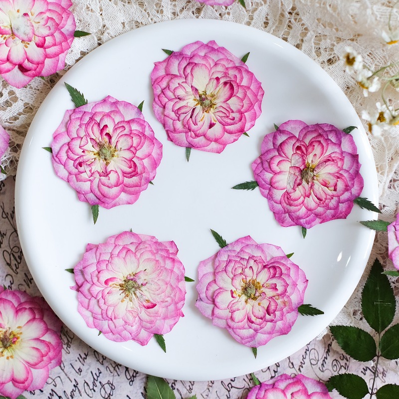 6개, 천연 장미 연꽃 압화 실제 꽃잎 DIY 레진 북 - Resin Art Rose Petals 리뷰 및 가격