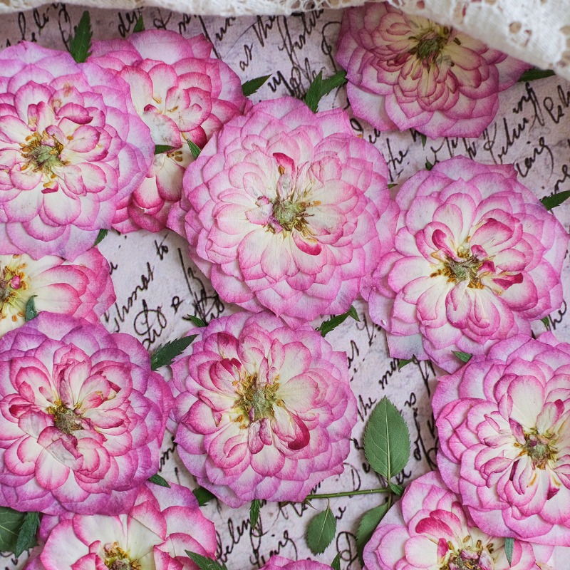 6개, 천연 장미 연꽃 압화 실제 꽃잎 DIY 레진 북 - Resin Art Rose Petals 리뷰 및 가격