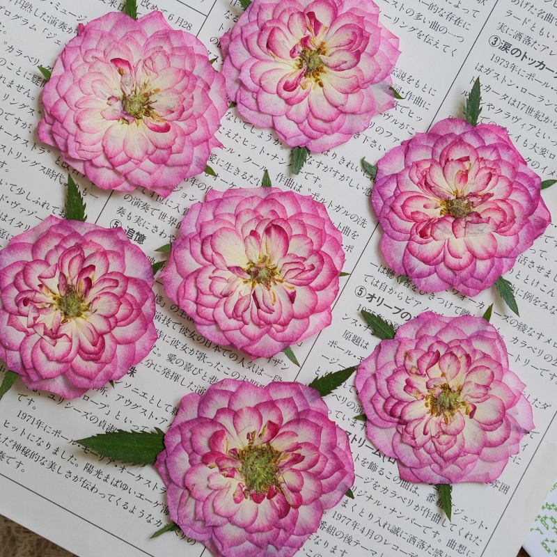 6개, 천연 장미 연꽃 압화 실제 꽃잎 DIY 레진 북 - Resin Art Rose Petals 리뷰 및 가격